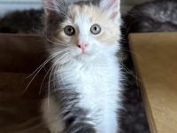 Wunderschönes Poly Maine Coon Kitten sucht ihr neues Zuhause