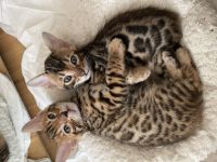 3 reinrassige Glitter Bengalkitten abzugeben