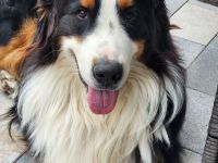 Reinrassige Bernersennen Welpen ab September abzugeben