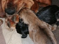 Bloodhound/Bluthund/Jagdhund/Mantrailer/Welpen/Familienhund