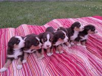 Appenzeller Sennenhund Welpen Havannabraun