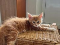 Maine Coon kitten