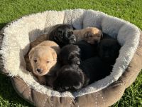 Labrador Welpen