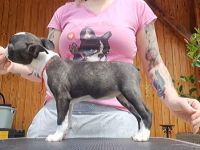 Boston Terrier Welpen mit Ahnentafel