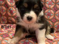 Australian Shepherd Welpen