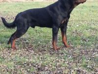 Deckanzeige Rottweiler