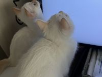 BKH Kitten weiß ABGABEBEREIT