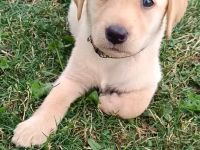 Reinrassige Labrador Welpen