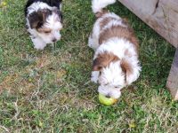 Havaneser Bub! ähnlich Malteser, Bologneser usw....