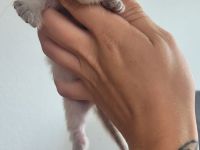Heilige Birma/ Siammix Kitten