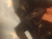 Süße Katzenbabys zu verkaufen