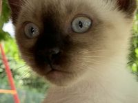 Siam Kitten Seal Point