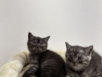 Bkh Kitten Abgabebereit