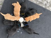 reinrassige Labrador Welpen in schwarz und foxred ab September abgabebereit
