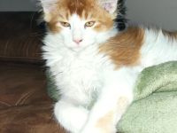 XL Maine Coon
