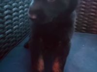 Malinois Schäferhund Mix