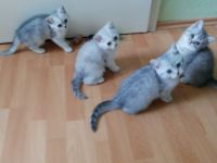 4 Süße BKH Kitten