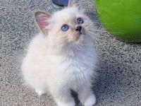 Heilige Birma Babys suchen ihr Zuhause