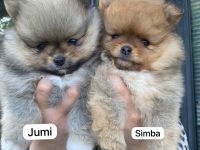 Zwergspitz - Welpen mit Ahnentafel