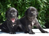 FILA BRASILEIRO - welpen mit FCI papiere