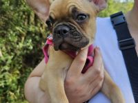 Französische Bulldoggen Welpe sucht neues Zuhause