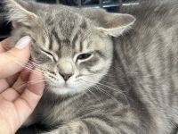 ♠️3 Schnurrhaare ♠️ Abgabe bereit