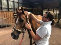 Tierphysiotherapie Sylvia Jesse für Hund & Pferd - Pfoten und Hufe in guten Händen -