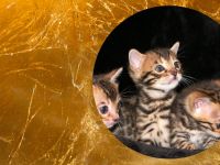 BERLINGOLD Bengals- Wurfankündigung