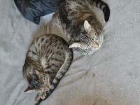 Verkaufe  2 süsse kater