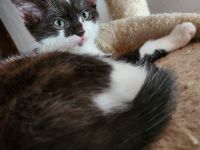 Heilige Birma Ragdoll Kitten