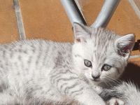 3 BKH/Chinchilla Kitten