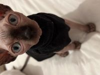 Ragdoll und Elf sphynx