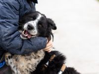 Stracciatella ist ein wundervoller Rüde