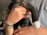 Babykatzen Kitten schwarz weiß