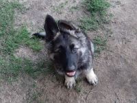 SCHÄFERHUND WELPEN ALTDEUTSCH