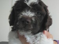 Lagotto Romagnolo Welpe Magnum (Rüde) mit Pedigree ENCI