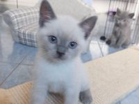 TRAUMHAFTE BKH KITTEN