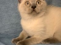 BKH Bluepoint Kätzchen