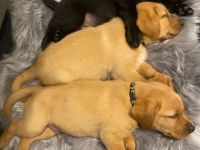 Labrador Welpen foxred und schwarz