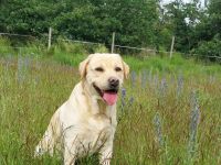 *Wunderschöner Deckrüde, FCI-IMPORT, braunträger*