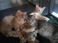 Kleine Kater zu verkaufen