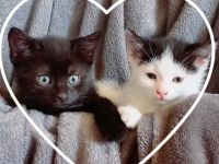 Süße Katzen Babys suchen neues Zu Hause‼️