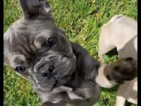 Französische Bulldogge