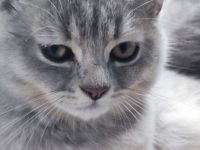 Reinrassige Bkh kitten