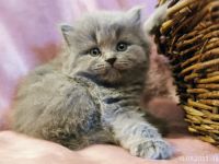 Blue Britisch Kurzaar und Langhaar mit Stammbaum