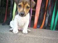 Kurzbein Jack Russel Welpen