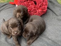 Labradorwelpen schockobraun
