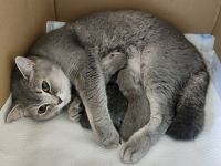 Sehr schöne BKH kitten