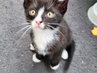 Kätzchen Katzenbabys