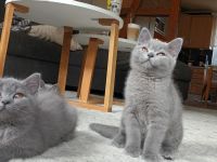 Bkh / BLH Katzenbabys Kitten 12 Wochen
